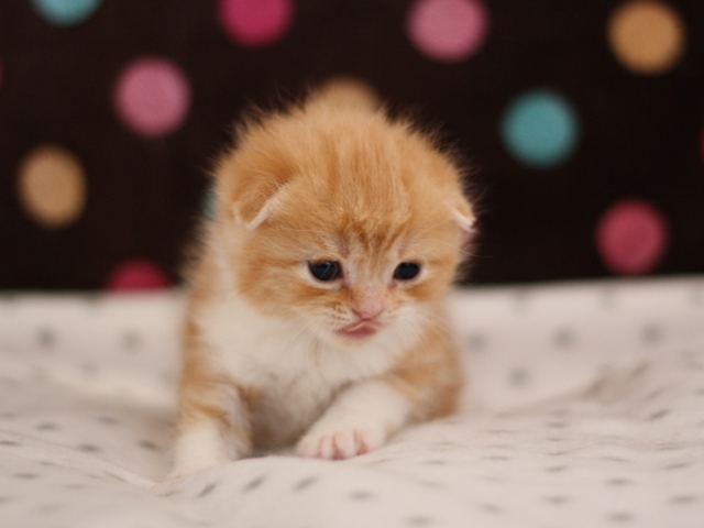 スコティッシュフォールドの子猫画像