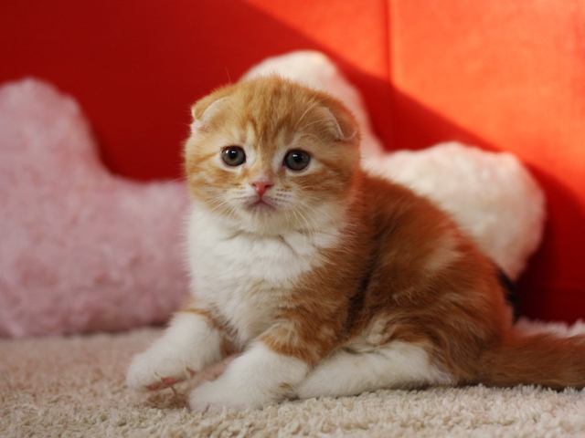 スコティッシュフォールドの子猫画像