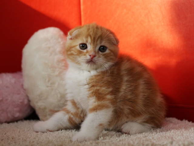 スコティッシュフォールドの子猫画像