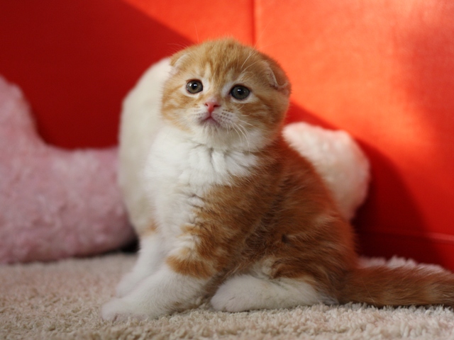 スコティッシュフォールドの子猫画像