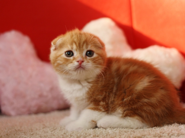 スコティッシュフォールドの子猫画像