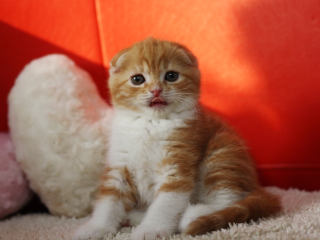 スコティッシュフォールドの子猫画像