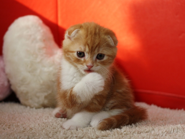 スコティッシュフォールドの子猫画像