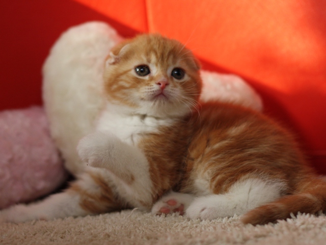 スコティッシュフォールドの子猫画像