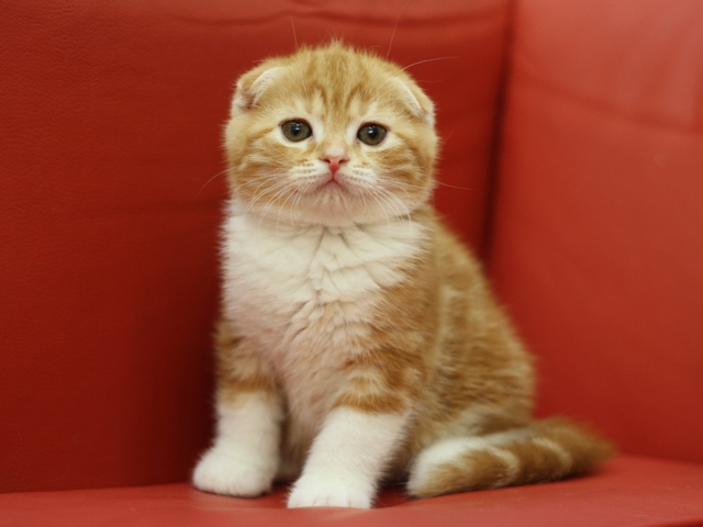 スコティッシュフォールドの子猫画像