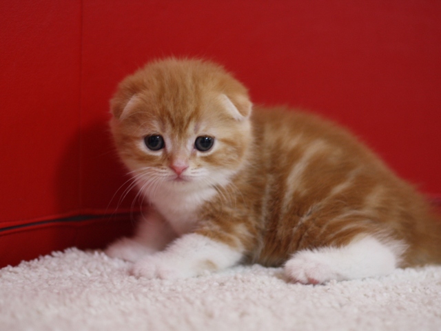 スコティッシュフォールドの子猫画像