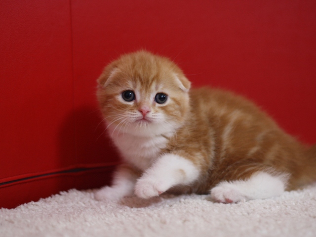スコティッシュフォールドの子猫画像