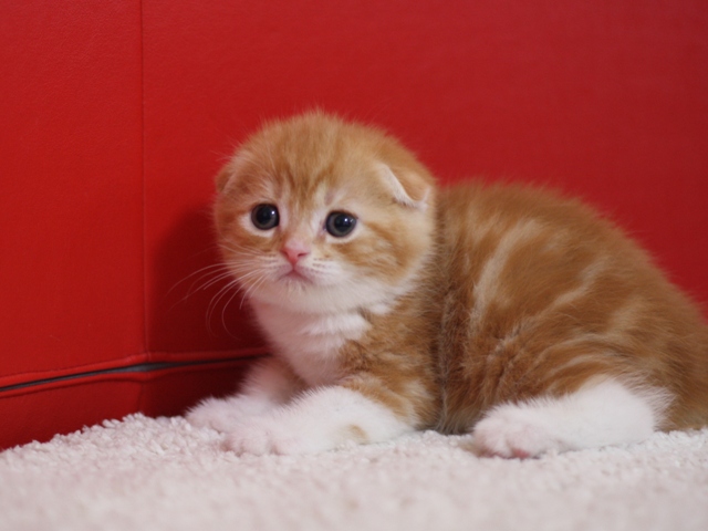 スコティッシュフォールドの子猫画像