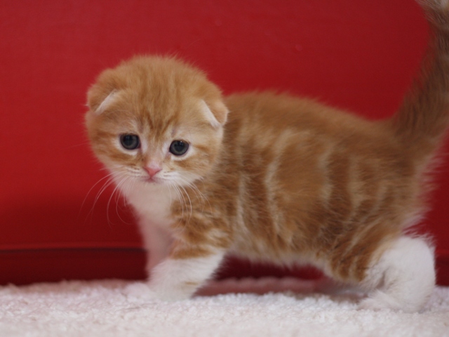 スコティッシュフォールドの子猫画像