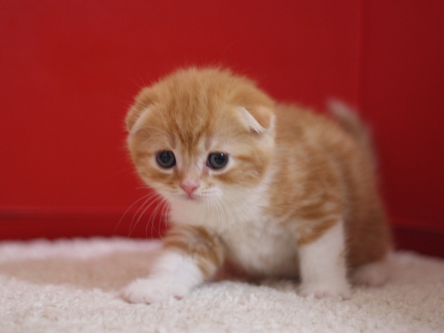 スコティッシュフォールドの子猫画像