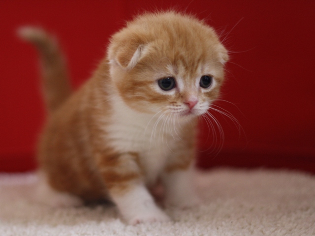 スコティッシュフォールドの子猫画像