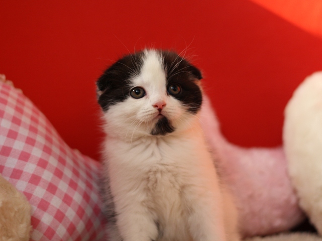スコティッシュフォールドの子猫画像