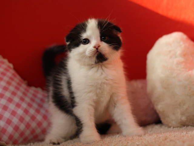 スコティッシュフォールドの子猫画像