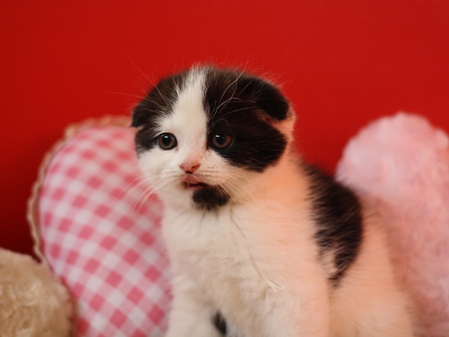 スコティッシュフォールドの子猫画像
