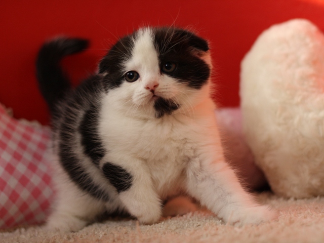 スコティッシュフォールドの子猫画像