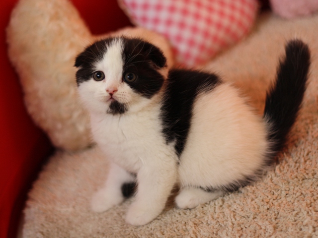 スコティッシュフォールドの子猫画像