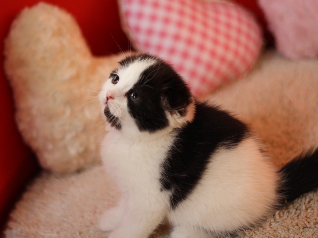 スコティッシュフォールドの子猫画像