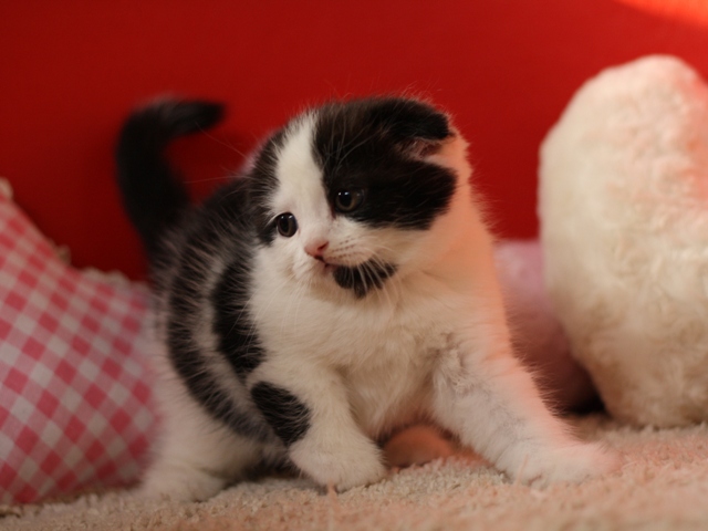 スコティッシュフォールドの子猫画像