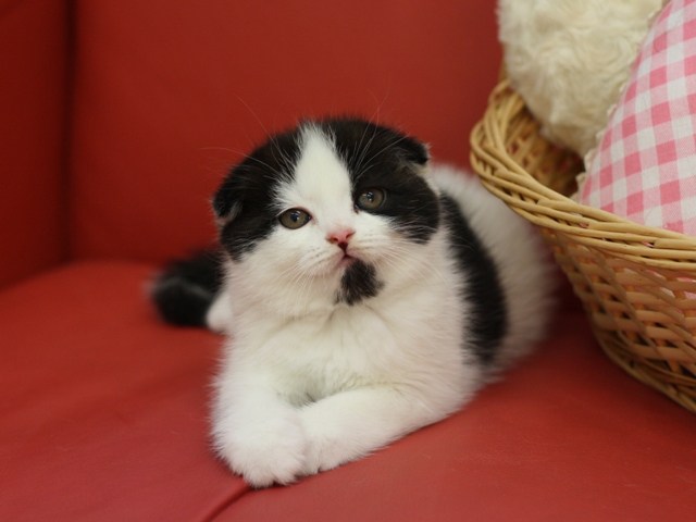 スコティッシュフォールドの子猫画像