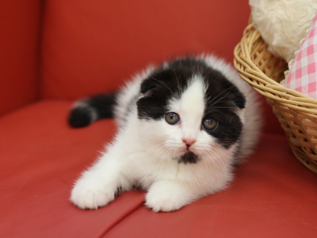スコティッシュフォールドの子猫画像