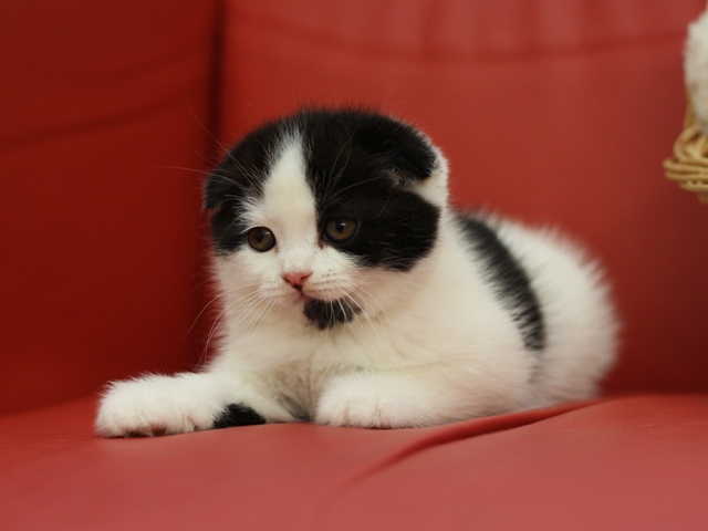 スコティッシュフォールドの子猫画像