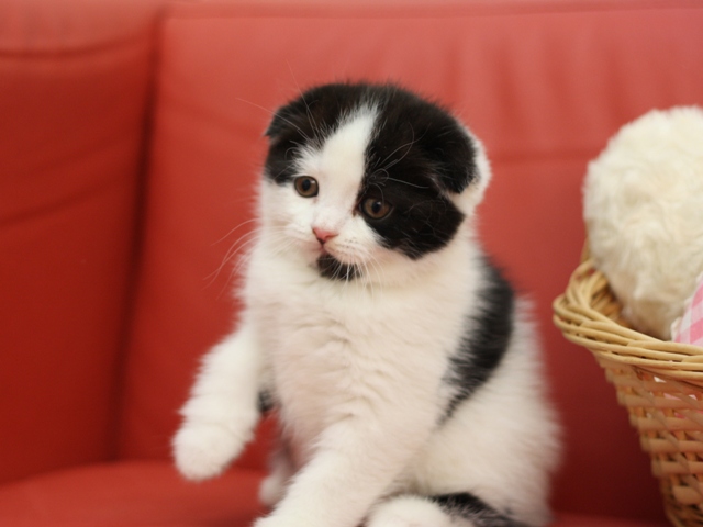 スコティッシュフォールドの子猫画像