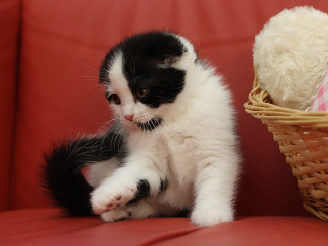 スコティッシュフォールドの子猫画像