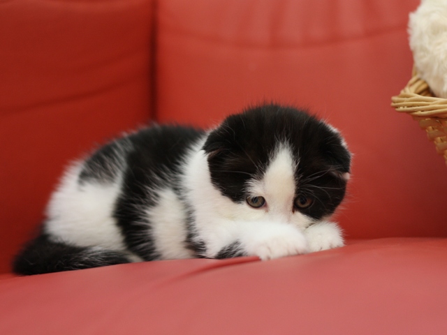 スコティッシュフォールドの子猫画像