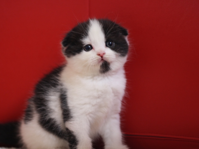 スコティッシュフォールドの子猫画像