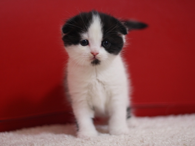 スコティッシュフォールドの子猫画像