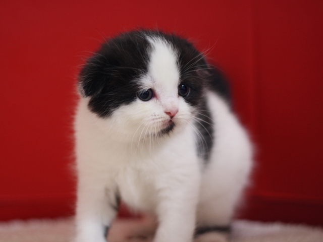 スコティッシュフォールドの子猫画像
