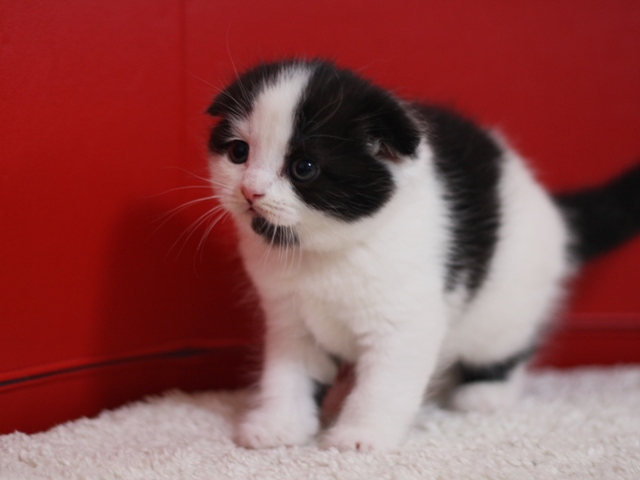 スコティッシュフォールドの子猫画像