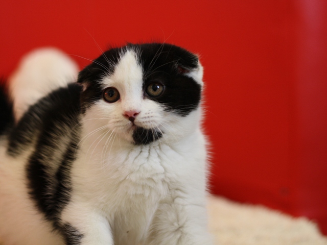 スコティッシュフォールドの子猫画像