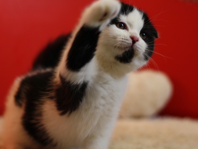 スコティッシュフォールドの子猫画像