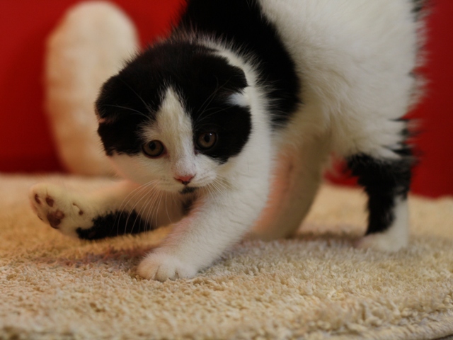スコティッシュフォールドの子猫画像