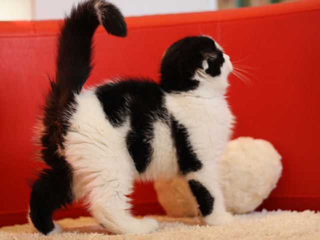 スコティッシュフォールドの子猫画像