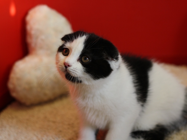 スコティッシュフォールドの子猫画像