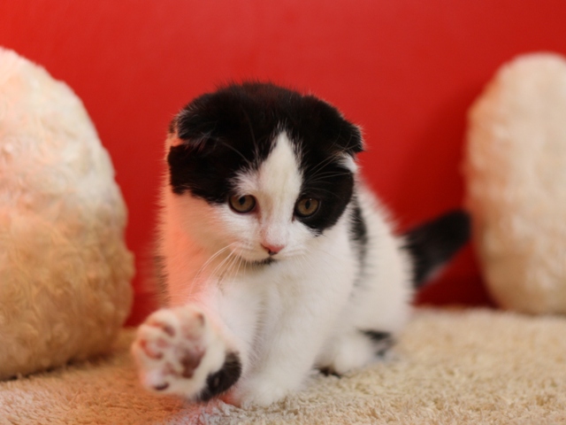 スコティッシュフォールドの子猫画像