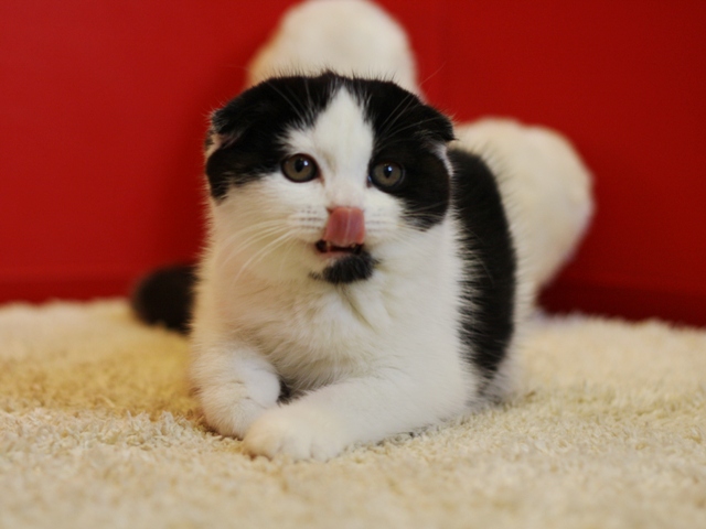 スコティッシュフォールドの子猫画像