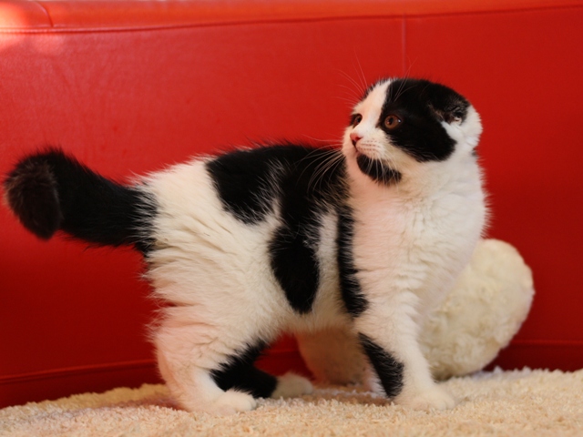 スコティッシュフォールドの子猫画像
