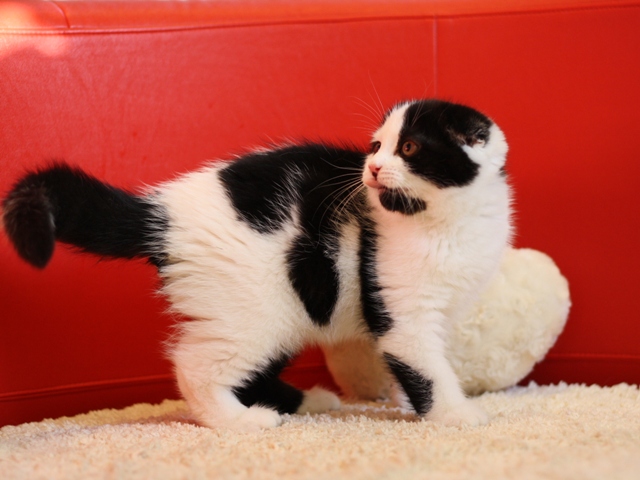 スコティッシュフォールドの子猫画像