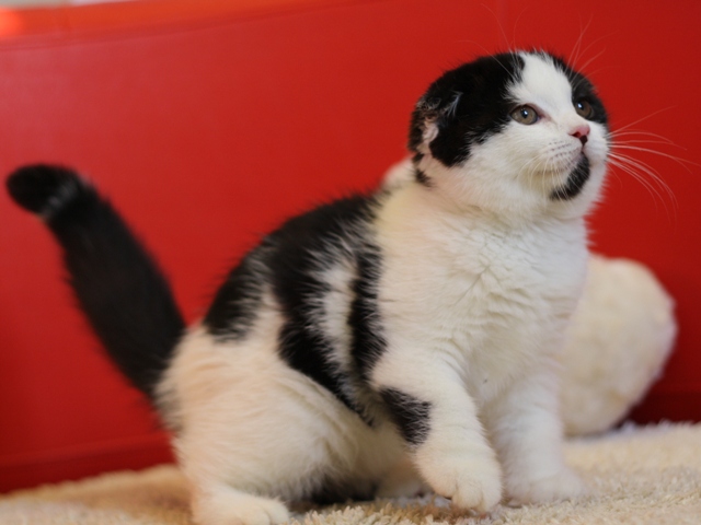スコティッシュフォールドの子猫画像