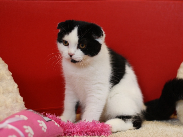 スコティッシュフォールドの子猫画像