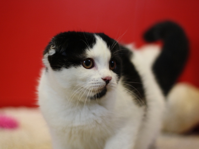 スコティッシュフォールドの子猫画像