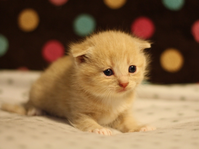 スコティッシュフォールドの子猫画像