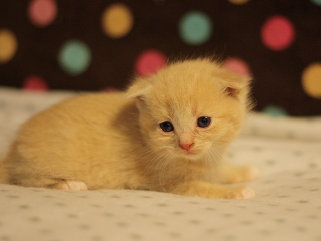 スコティッシュフォールドの子猫画像