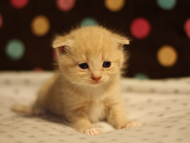 スコティッシュフォールドの子猫画像
