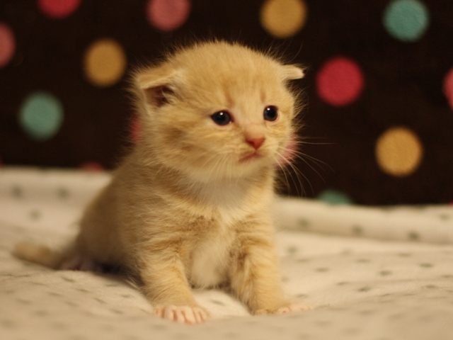 スコティッシュフォールドの子猫画像