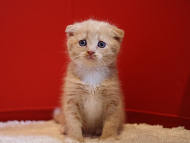 スコティッシュフォールドの子猫画像
