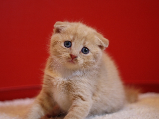 スコティッシュフォールドの子猫画像